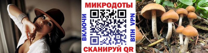 Псилоцибиновые грибы Psilocybine cubensis Истра